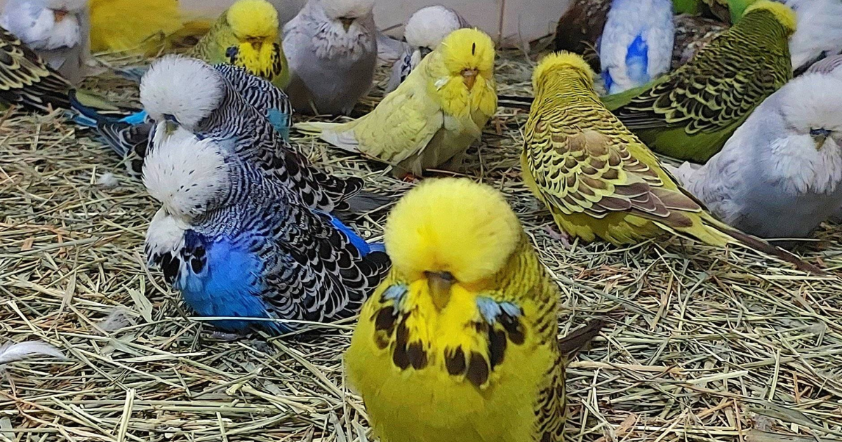 Feeding a Budgerigar - New Plymouth Vet Group - Budgie Diet Tracker