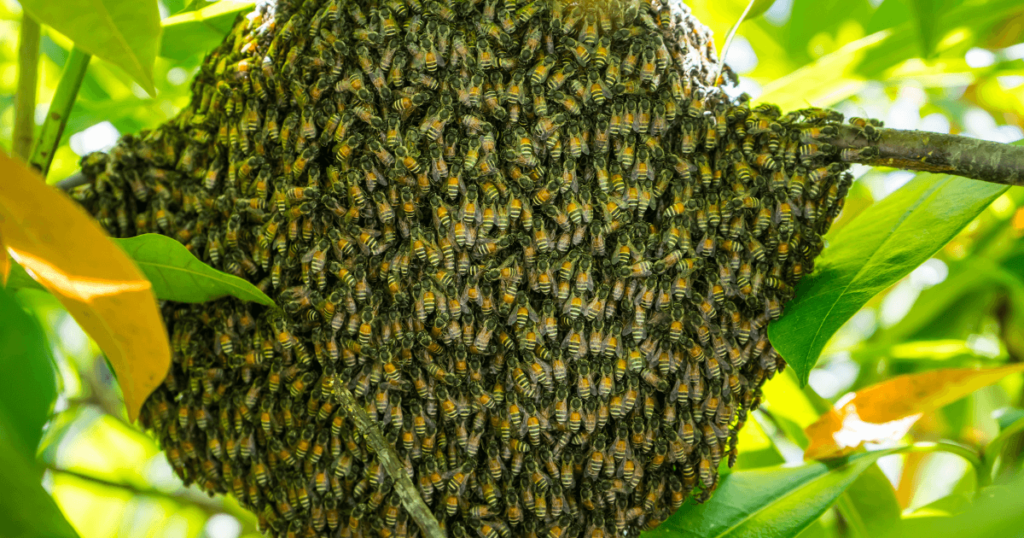 Killer honey bees