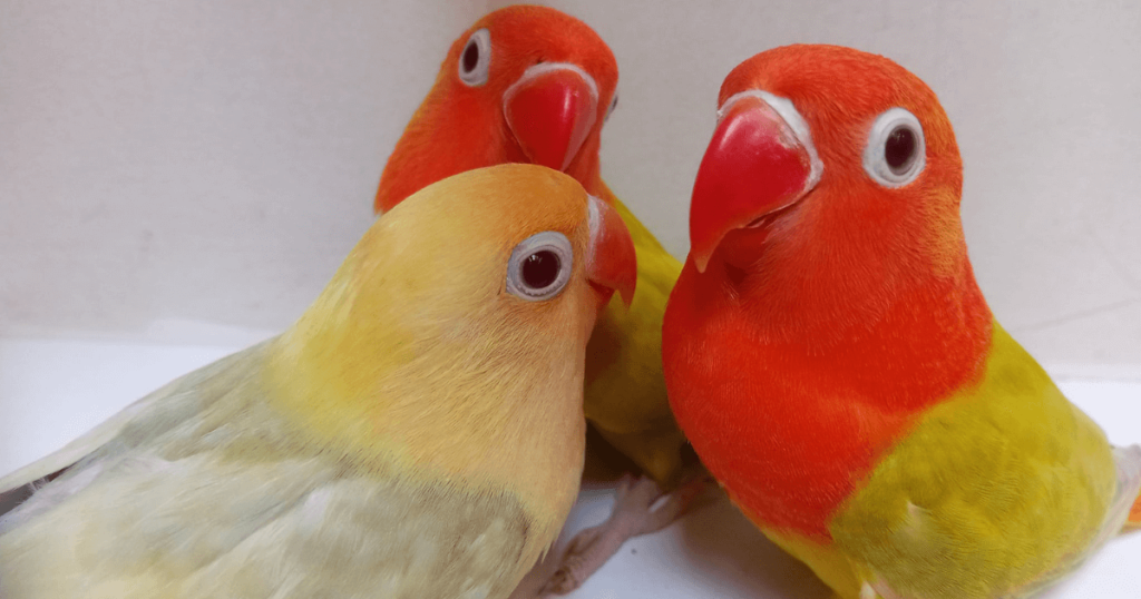 Lovebirds-Agapornis fischeri