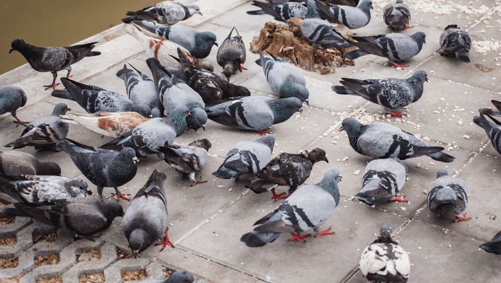 Pigeons take flight into the enigmatic