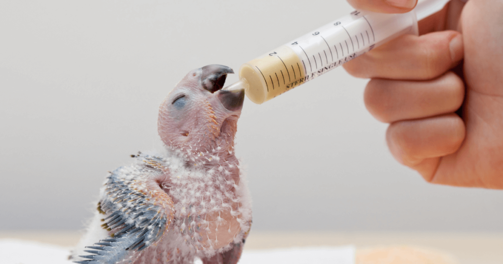  Baby Parrot Care 