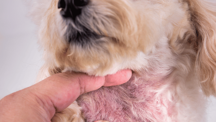 vet checking Canine Skin Disorders
