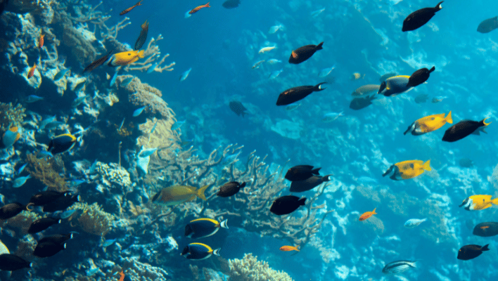 Fish Viral Disease in Aquarium