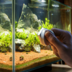 Fish in home in Aquarium might get virals