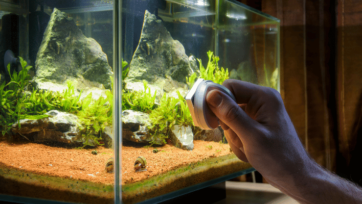 Fish in home in Aquarium might get virals
